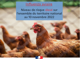 Actualité influenza aviaire