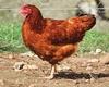 Renforcement des mesures de biosécurité pour lutter contre l'influenza aviaire dans les basses-cours